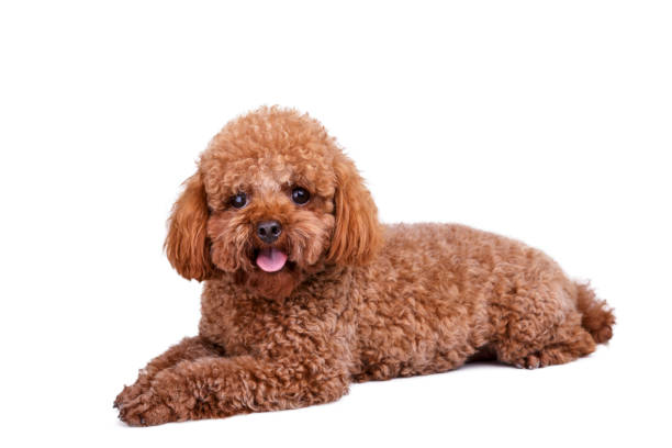 istock Cute red Toy Poodle puppy 904586358
