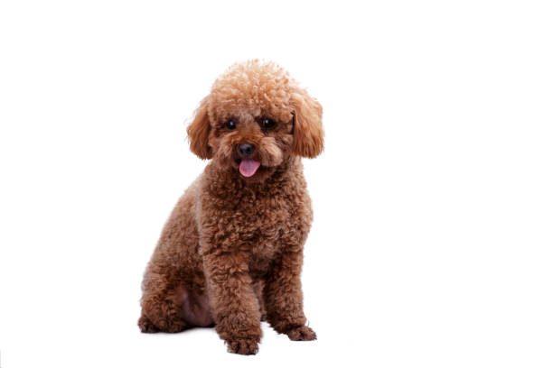 istock Cute red Toy Poodle puppy 904586378