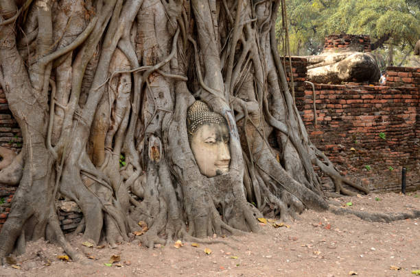 istock Ayutthaya, Thailand - Buddha Face in the tree 904587048