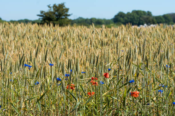 hermoso campo verde y amarillo de trigo con flores de colores - sharecropper fotografías e imágenes de stock
