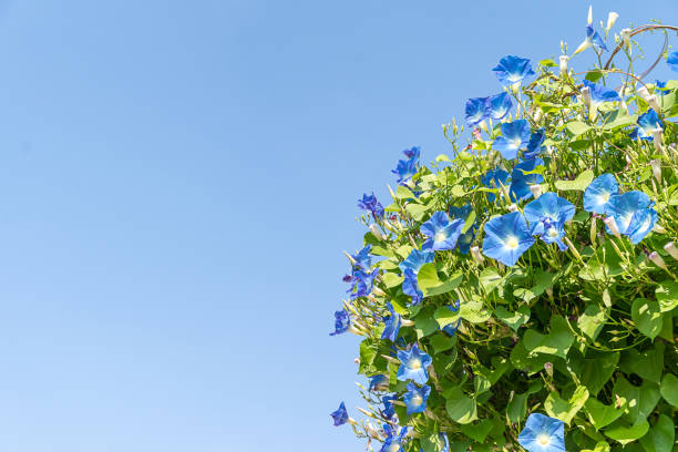 istock Morning glory flower agent blue sky 904590336