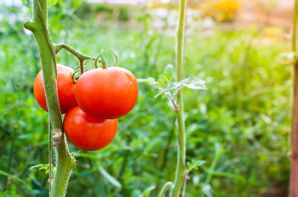 istock Ripe organic tomatoes in garden ready to harvest 904595530