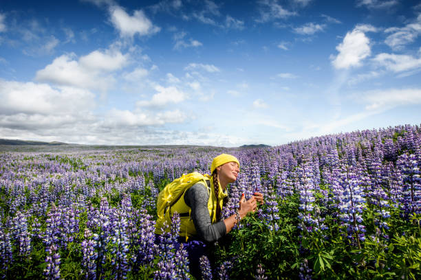 lupine blumenfeld in island - lupine single flower flower blue stock-fotos und bilder