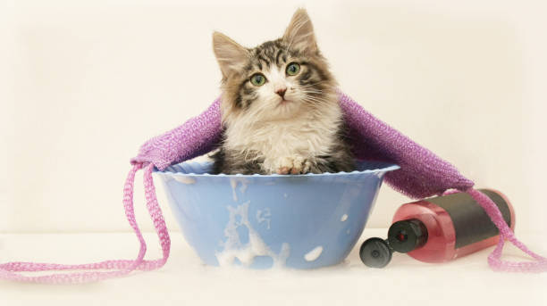 le chat se lave dans la salle de bain - galvanized bucket photos et images de collection