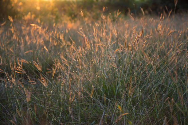 istock grass flower under light of sunset background 904608062