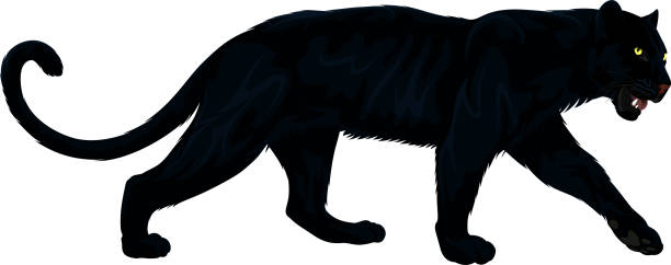 vector black panther - yellow eyes stock-grafiken, -clipart, -cartoons und -symbole