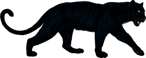 Vector Black Panther Stock Illustration - Download Image Now - Leopard,  Black Leopard, In Silhouette - iStock
