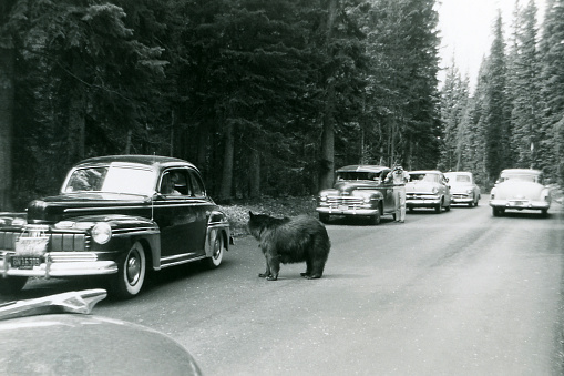 Tourists in cars stop on road to look at bear in Yellowstone National Park, Wyoming, USA. One man is out of his car taking a photo of the bear. 1953. Scanned film.