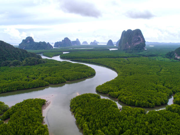 istock top view tree, beautiful background ,aerial view , mangrove forest, Natural grass texture 904615142