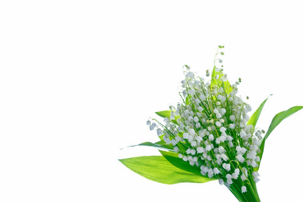 istock Lily of the valley flower 904617364