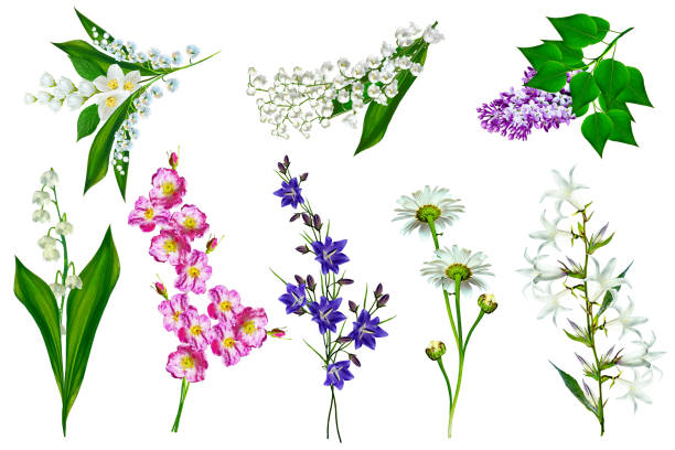 istock Bright colorful field and garden flowers 904617464