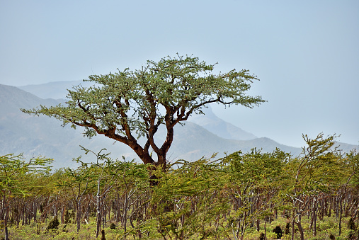 Frankincense Trees, Boswellia sacra, olibanum tree, Homhil Plateau, Socotra Island, Yemen