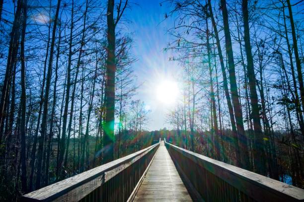 boardwalk in the swamp - pine wood forest river imagens e fotografias de stock