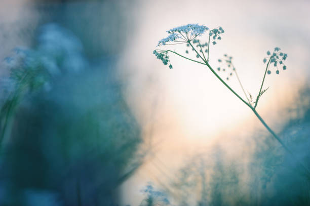 корова петрушка на лугу - cow parsley стоковые фото и изображения