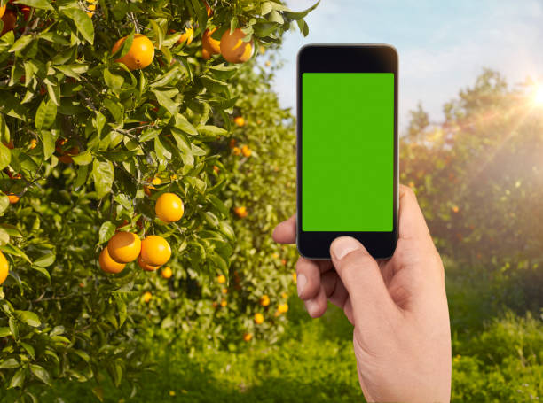 utilizzo di uno smartphone - close up women horizontal citrus fruit foto e immagini stock