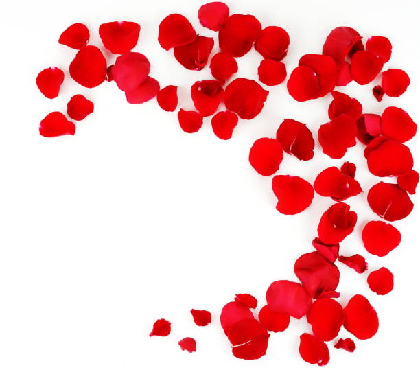 istock frame pattern of petals of red roses on a white background. top view. copy space 904630538