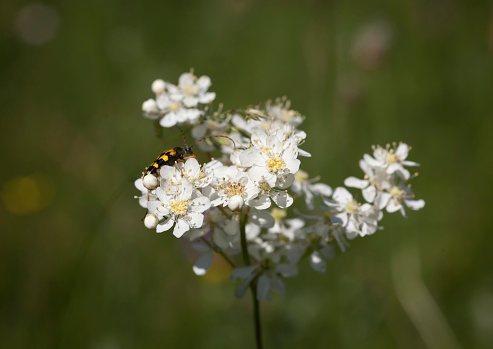Close-up yarrow with insect