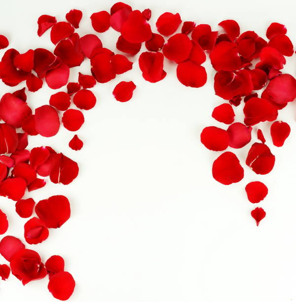 istock frame pattern of petals of red roses on a white background. top view. copy space 904630634