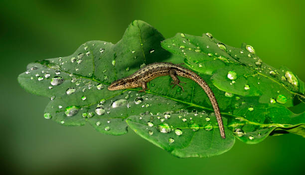 istock Little lizard on the wet green leaf 904631318