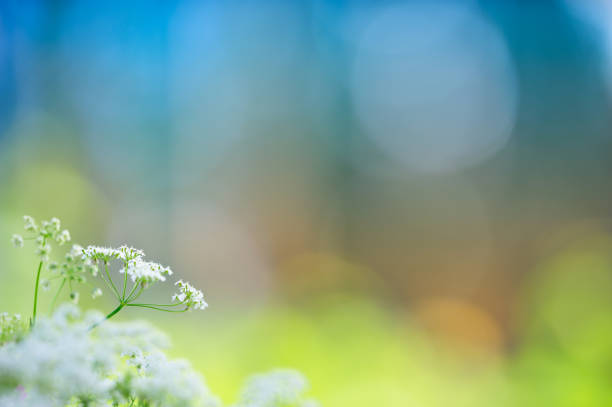 cow parsley in the meadow - cow parsley imagens e fotografias de stock