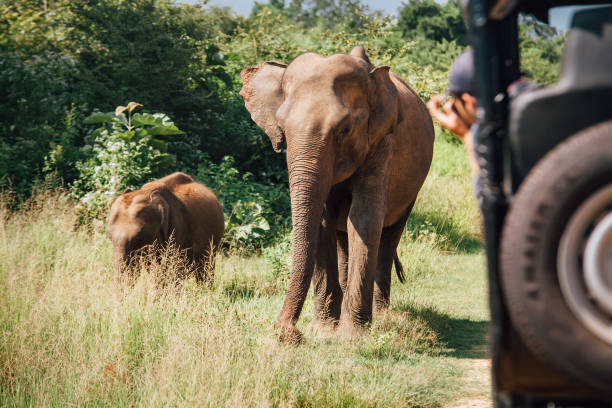 elephants en safari en nacional udawalawe de parque de naturaleza en sri lanka - lanka fotografías e imágenes de stock