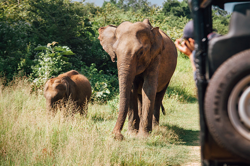 Elefants safari in National Nature Park Udawalawe in Sri Lanka