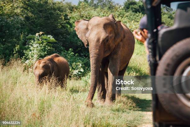 Elefants On Safari In National Nature Park Udawalawe In Sri Lanka Stock Photo - Download Image Now