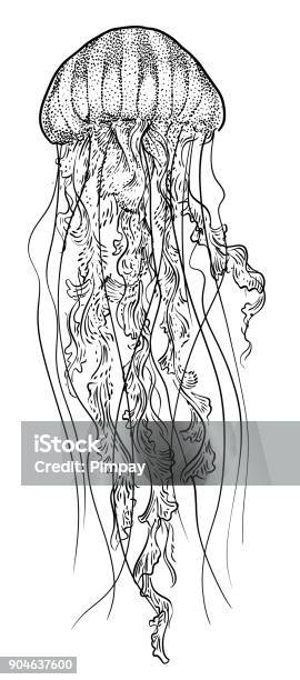 Orange Jellyfish Illustration Drawing Engraving Ink Line Art Vector Stock Illustration - Download Image Now