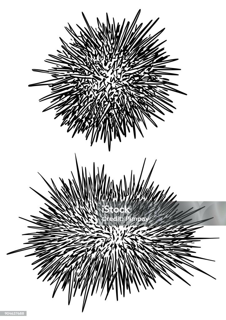 Sea urchin illustration, drawing, engraving, ink, line art, vector Illustration, what made by ink, then it was digitalized. Sea Urchin stock vector