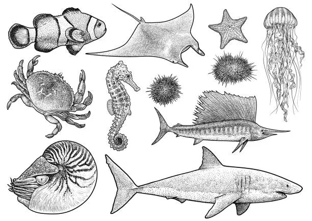 Vector illustration of Marine animals collection illustration, drawing, engraving, ink, line   art, vector
