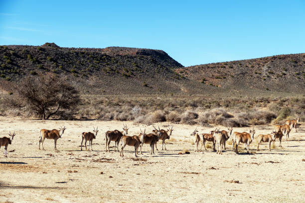 manada de eland en el sanbona wildlife reserve en áfrica del sur - eland fotografías e imágenes de stock