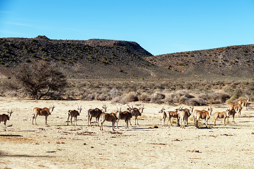 Herd of eland antelopes in a sunny day  in the wildlife reserve.