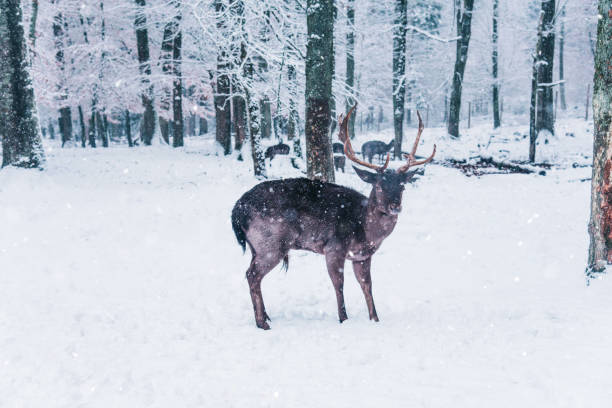 istock Winter wildlife landscape with young deer in Black Forest, Germany. 904638908