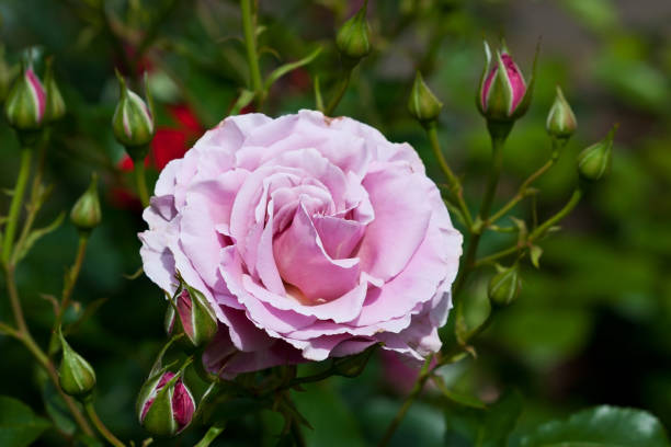 istock Rose flower blooming at summer 904639108