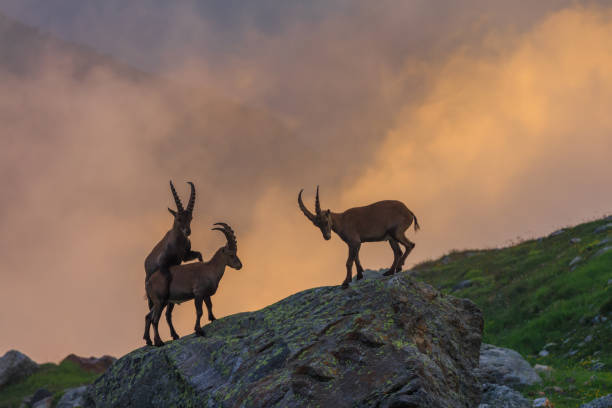 istock Ibex , Range of Mont-Blanc , French Alps 904641936
