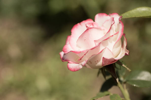 Fancy white rose with hot pink edges closeup. Contrast