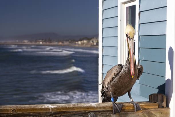 北サンディエゴ カリフォルニア州オーシャン サイド桟橋にタグの追跡の足ブラウン ペリカン - wildlife tracking tag ストックフォトと画像