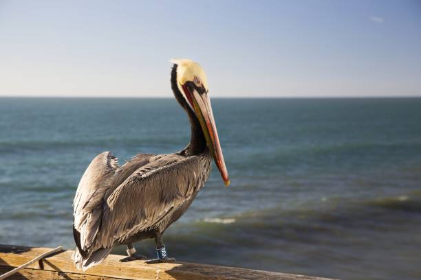 Brown Pelican with Tag Band on Oceanside Pier