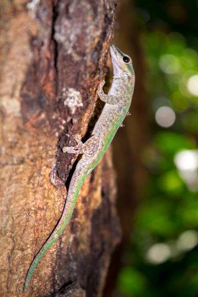 istock Olive day gecko (Phelsuma dubia) lying on a tree branch, Nosy Komba, Madagascar 904651114
