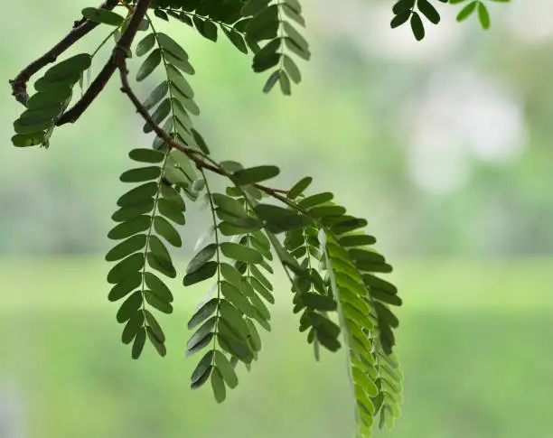 Photo of tamarind leaves and blur background