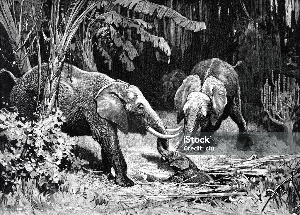 Elephant couple pulls the offspring out of an awkward situation Illustration from 19th century Baby - Human Age stock illustration