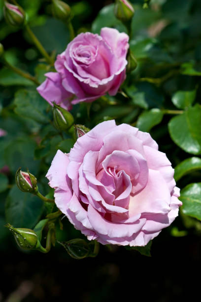 istock Fresh blooming roses in the summer garden 904655342