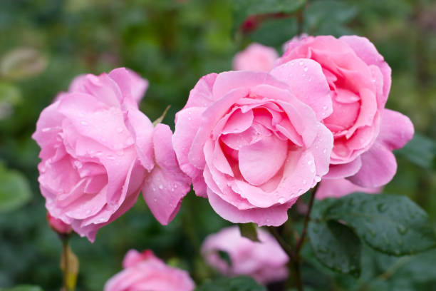 istock Natural background,  beautiful roses in garden 904657504