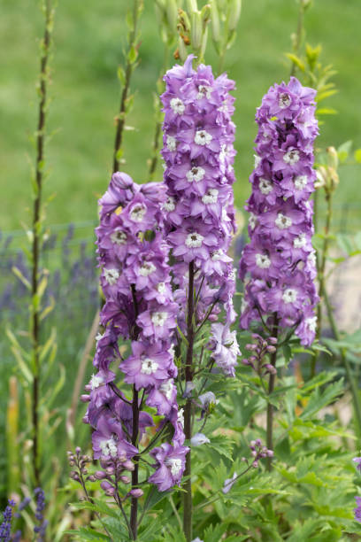 istock Purple Delphinium Flower in Garden 904657932