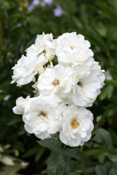 istock White Rose on the Branch in the Garden 904658086