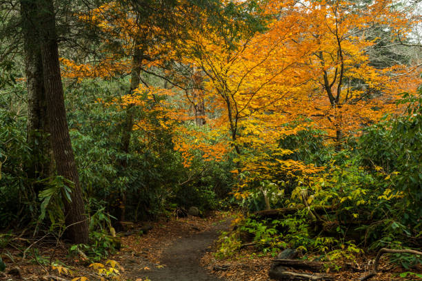 istock Alum Cave Trail, GSMNP 904662450