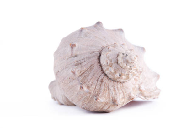 Sea shell isolated on white background stock photo