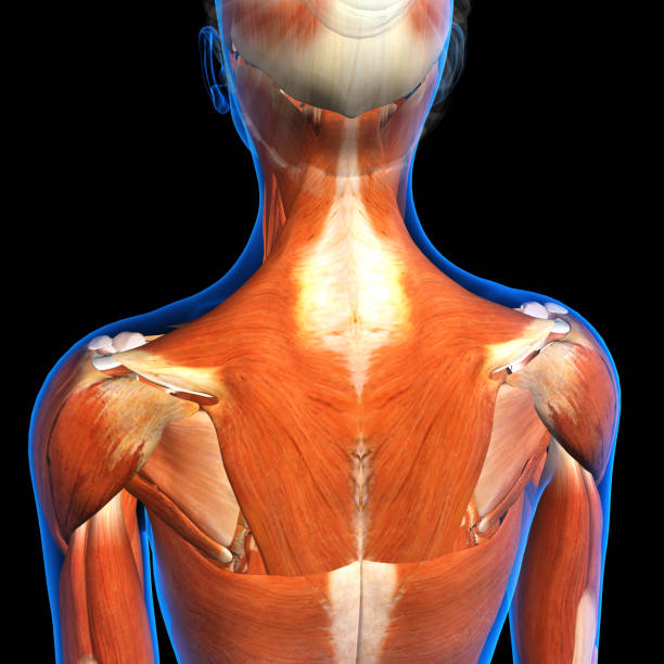 istock Female Posterior Thoracic Muscle Wall on Black Background 904666884