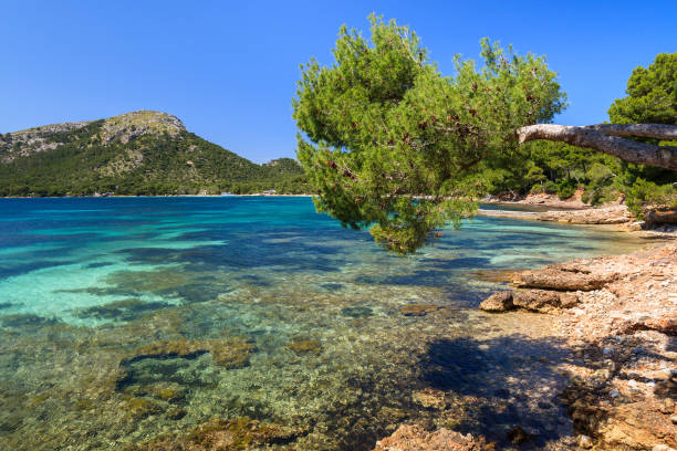 Beach sea bay turquoise water pine tree mountain view , Cala Pi de La Posada, Cap Formentor, Majorca, Spain