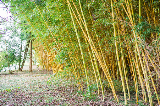 Yellow bamboo forest. Natural texture
